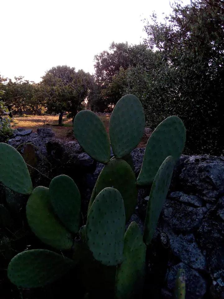 Masseria Fra Diavolo Guest House Castellana Grotte Luaran gambar